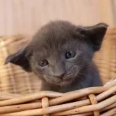 オリエンタルショートヘア