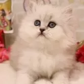 ペルシャ【東京都・女の子・2025年2月2日・チンチラシルバー】の写真1