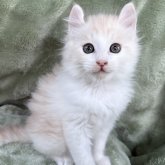 アメリカンカール