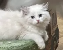 ラグドール【東京都・女の子・2025年7月2日・シールリンクスポイントバイカラー】の写真3