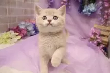 ブリティッシュショートヘア【東京都・男の子・2025年4月23日・ゴールデン】の写真4