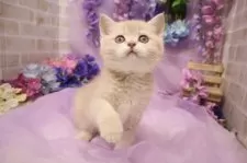 ブリティッシュショートヘア【東京都・男の子・2025年4月23日・ゴールデン】の写真5