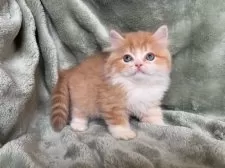 サイベリアン【東京都・男の子・2025年7月20日・レッドタビー&ホワイト】の写真5