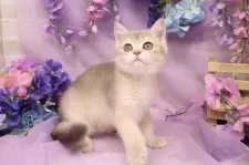 ブリティッシュショートヘア【東京都・男の子・2025年4月23日・ゴールデン】の写真5