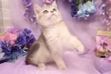 ブリティッシュショートヘア【東京都・男の子・2025年4月23日・ゴールデン】の写真6