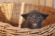 オリエンタルショートヘア【東京都・女の子・2025年9月30日・ブルー】の写真4