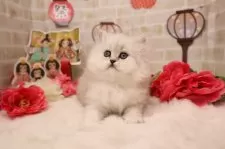 ペルシャ【東京都・女の子・2025年2月2日・チンチラシルバー】の写真4
