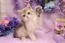 ブリティッシュショートヘア【東京都・男の子・2025年4月23日・ゴールデン】の写真7