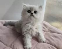 ペルシャ【東京都・女の子・2025年2月2日・チンチラシルバー】の写真7