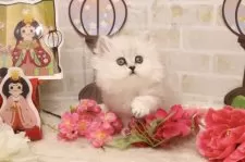 ペルシャ【東京都・女の子・2025年2月2日・チンチラシルバー】の写真5