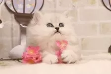 ペルシャ【東京都・女の子・2025年2月2日・チンチラシルバー】の写真6