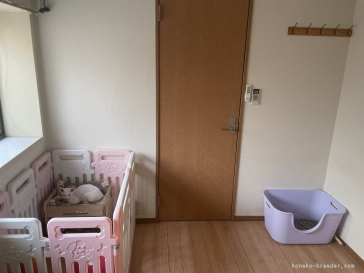 当キャッテリーが性格が重視するため、妊娠中の子以外はケージ外で育てます。｜李　嘉琪(り　じゃち)ブリーダー(大阪府・デボンレックスなど・CFA登録)の紹介写真4