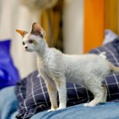 デボンレックス【・女の子・2022年7月6日・キャリコ】