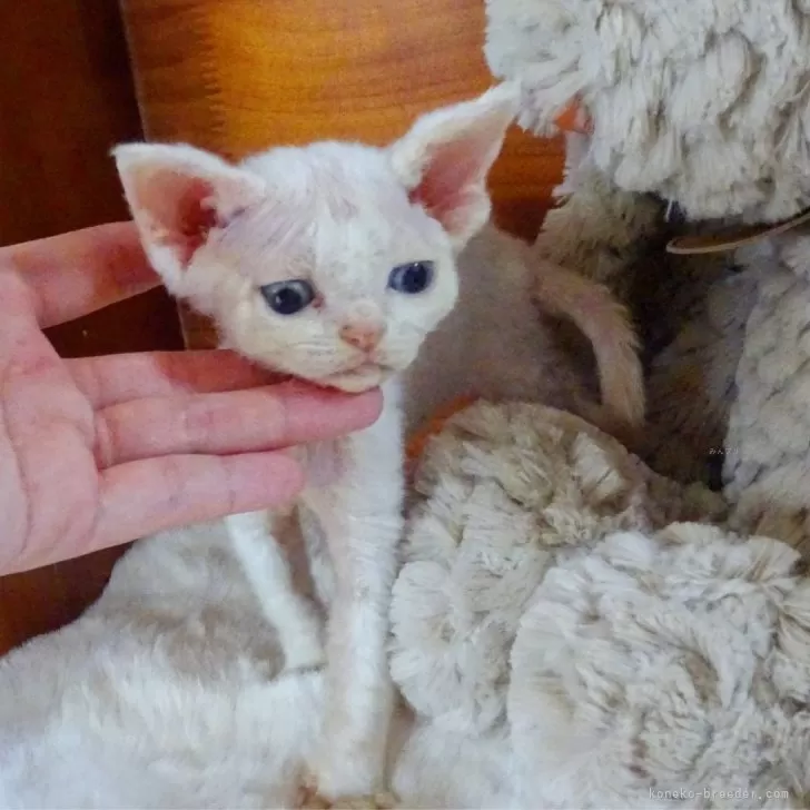 まゆみん 様のお迎えした子猫