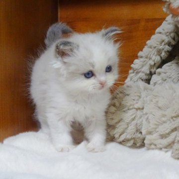 ラグドール【埼玉県・男の子・2024年10月3日・ブルーポイント（ふわふわ）】の写真「ぬいぐるみ感抜群な男の子」