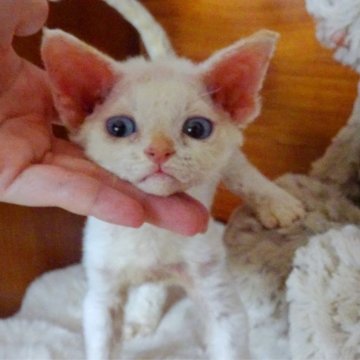 デボンレックス【埼玉県・男の子・2024年7月9日・レッドポイント】の写真「綺麗なブルーアイズ」