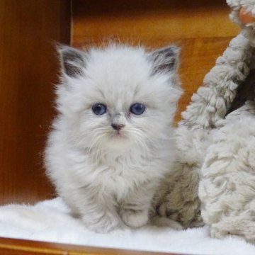 ラグドール【埼玉県・男の子・2024年10月3日・ブルーポイントミテッド（ふわふわ）】の写真「ぬいぐるみ感抜群
特徴強い子 キャンペーン価額」