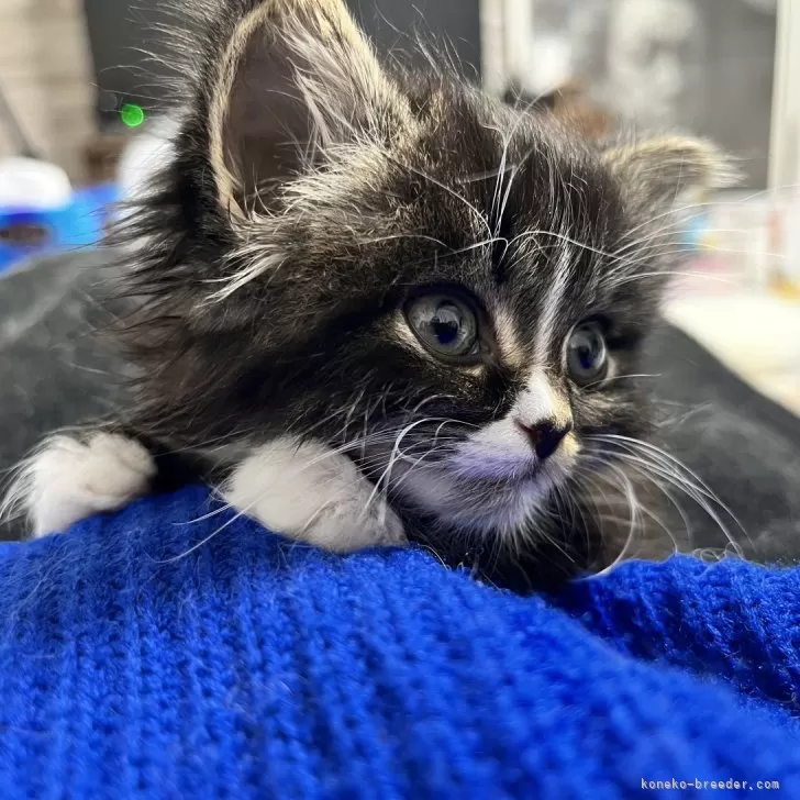 ラブ猫 様のお迎えした子猫