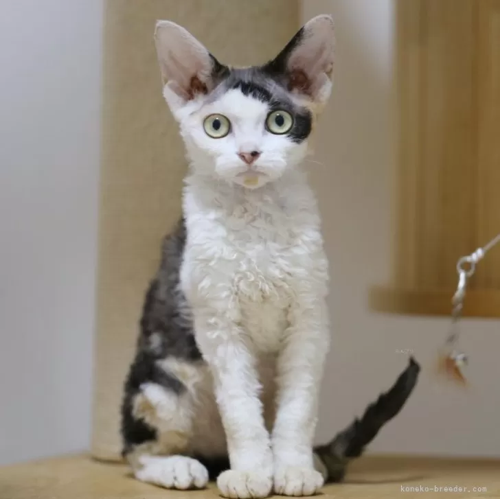 ID：2510-01214の子猫