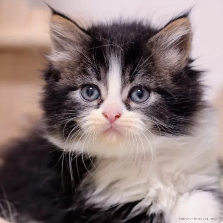 ID：2510-01211の子猫