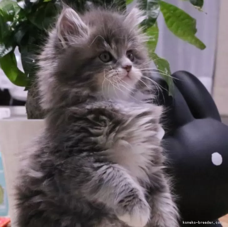 ID：2501-00708の子猫