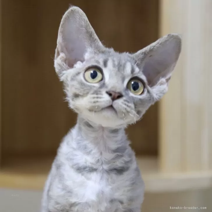 ID：2505-00518の子猫