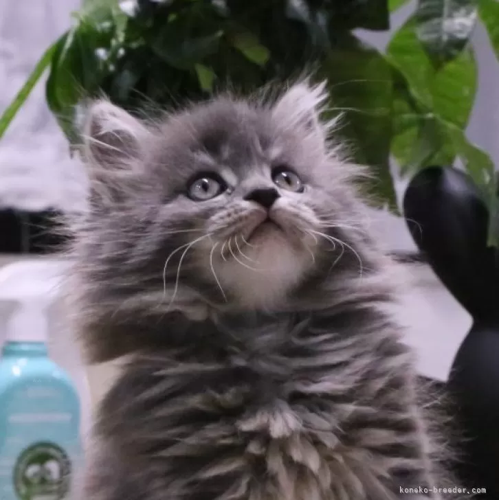 ID:2501-00709の子猫