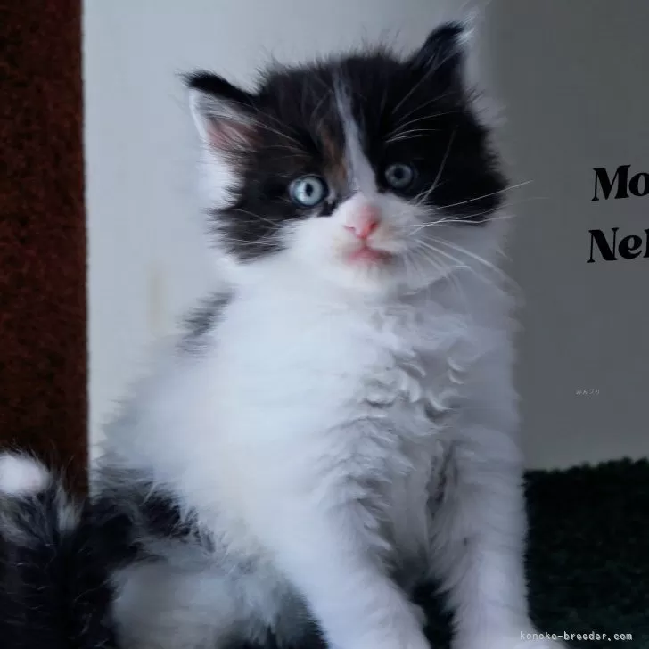 ID：2507-03377の子猫