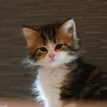 ノルウェージャンフォレストキャット【埼玉県・男の子・2024年11月4日・茶トラ白】の写真「無邪気で素直な可愛い男の子」
