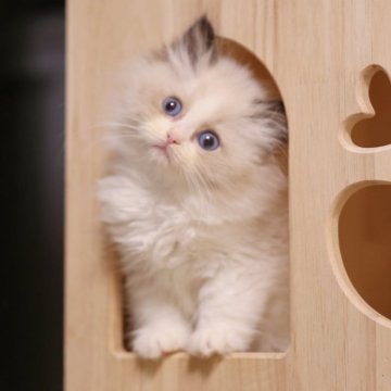 ラグドール【埼玉県・女の子・2025年10月10日・シールポイントバイカラー】の写真「特徴がある可愛い子」