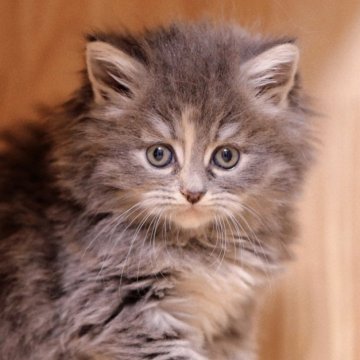 メインクーン【埼玉県・女の子・2025年10月20日・ブルーアンドホワイト(トーティー)】の写真「“王者の風格”が漂う女の子」