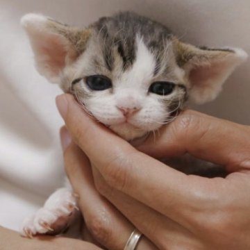 デボンレックス【大阪府・男の子・2025年4月7日・シルバータビーアンドホワイト】の写真「小さいおもちゃ」
