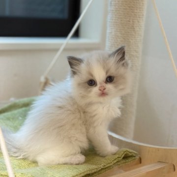 ラグドール【埼玉県・男の子・2025年8月1日・ブルーポイントバイカラー】の写真「ふわふわ　ぬいぐるみみたい
両親外産」