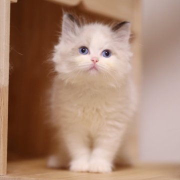 ラグドール【埼玉県・女の子・2025年10月10日・シールポイントバイカラー】の写真「特徴がある可愛い子」