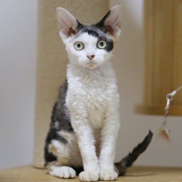 デボンレックス【埼玉県・女の子・2025年6月7日・キャリコ】の写真「人気色　安静でおすすめ！」