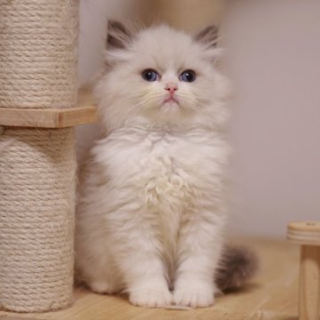 ラグドール【埼玉県・男の子・2025年10月10日・ブルーポイントバイカラー】の写真「ぬいぐるみみたいな可愛い子
毛量多い」