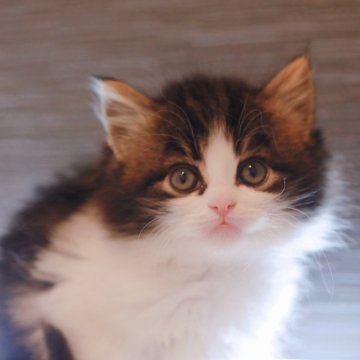 ノルウェージャンフォレストキャット【埼玉県・男の子・2024年11月4日・茶トラ白】の写真「とても可愛らしい元気な子」
