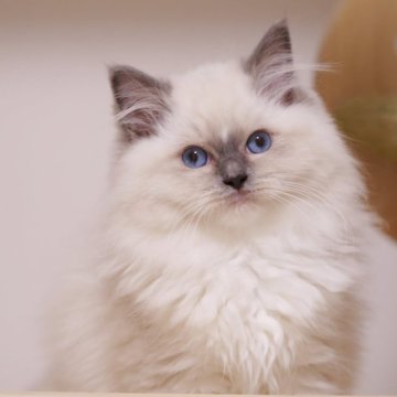 ラグドール【埼玉県・女の子・2025年8月1日・ブルーミテッド】の写真「ふわふわ　ぬいぐるみみたい
両親外産」