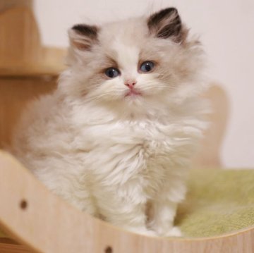 ラグドール【埼玉県・男の子・2025年10月10日・シールポイントバイカラー】の写真「ぬいぐるみみたいな可愛い子
毛量多い」