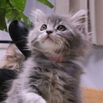メインクーン【埼玉県・女の子・2024年12月1日・ブルークリーム】の写真「クリクリとした大きな目」