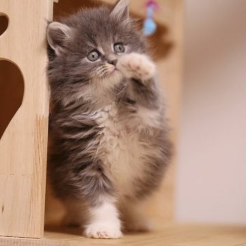 メインクーン【埼玉県・女の子・2025年10月20日・ブルーアンドホワイト(トーティー)】の写真「可愛い子」