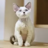 デボンレックス