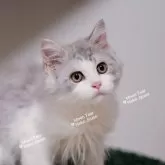 ノルウェージャンフォレストキャット