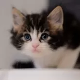 ノルウェージャンフォレストキャット