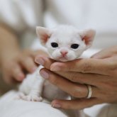 デボンレックス
