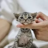 デボンレックス