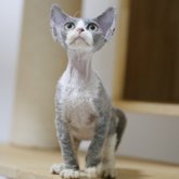 デボンレックス