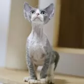 デボンレックス