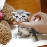 デボンレックス