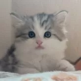 ノルウェージャンフォレストキャット